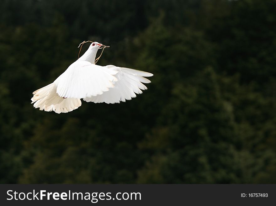 Beautiful white dove in flight carrying nesting material in her beak, dark green tree background