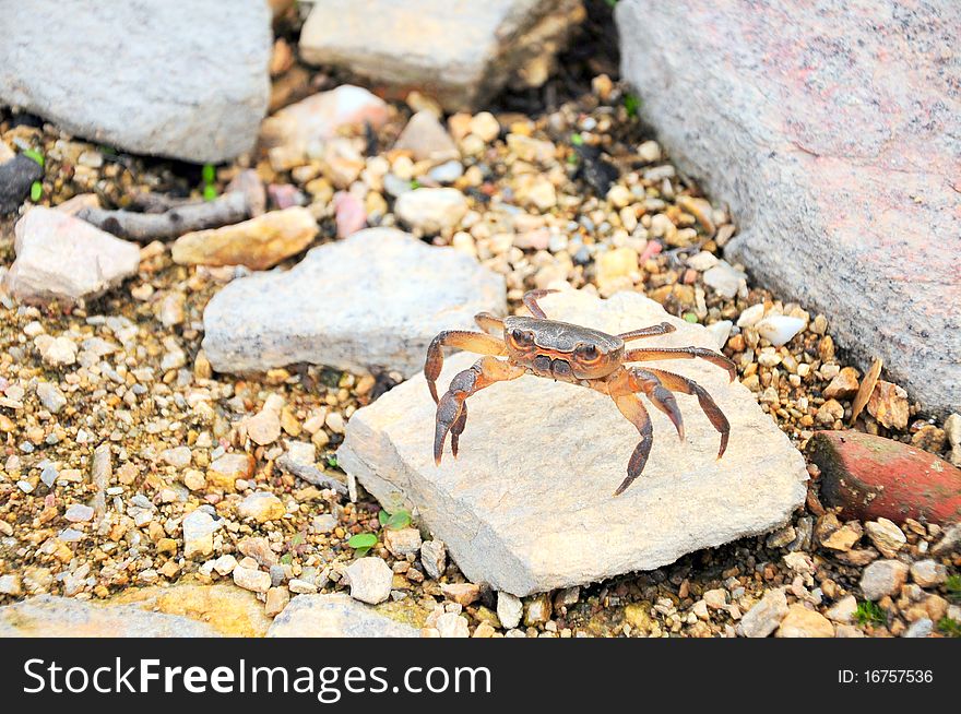 A crab on white stone