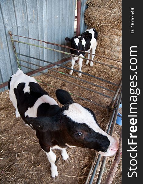 A black and white Holstein cow calf on a dairy farm in the Israeli agrigultural community of Arbel. A black and white Holstein cow calf on a dairy farm in the Israeli agrigultural community of Arbel.