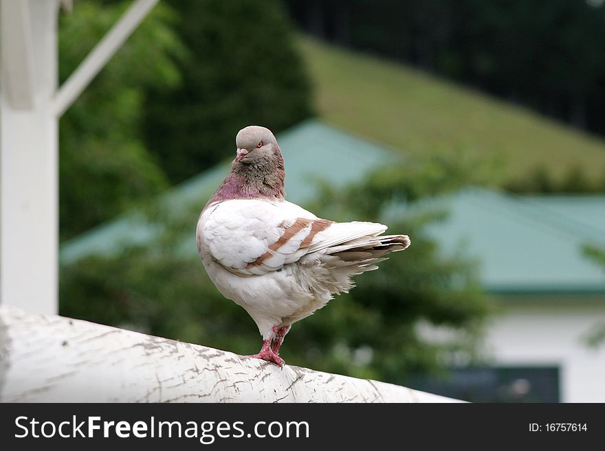 Modena pigeon standing on the fence