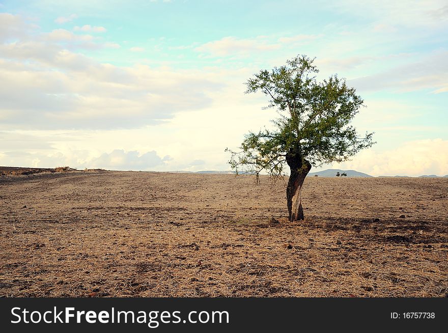 A tree on dry soil under blue sky