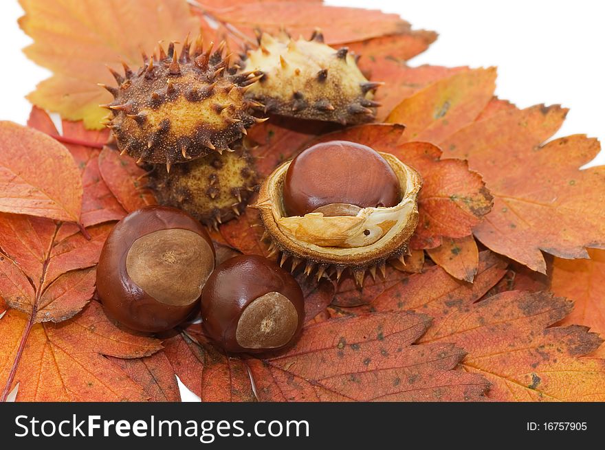 Autumn leaves isolated on white background