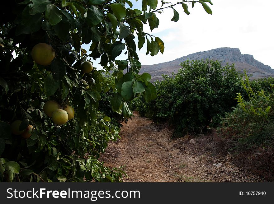 Orange groves at the foot of the Arbel cliffs in the Galilee region of northern Israel. Orange groves at the foot of the Arbel cliffs in the Galilee region of northern Israel.