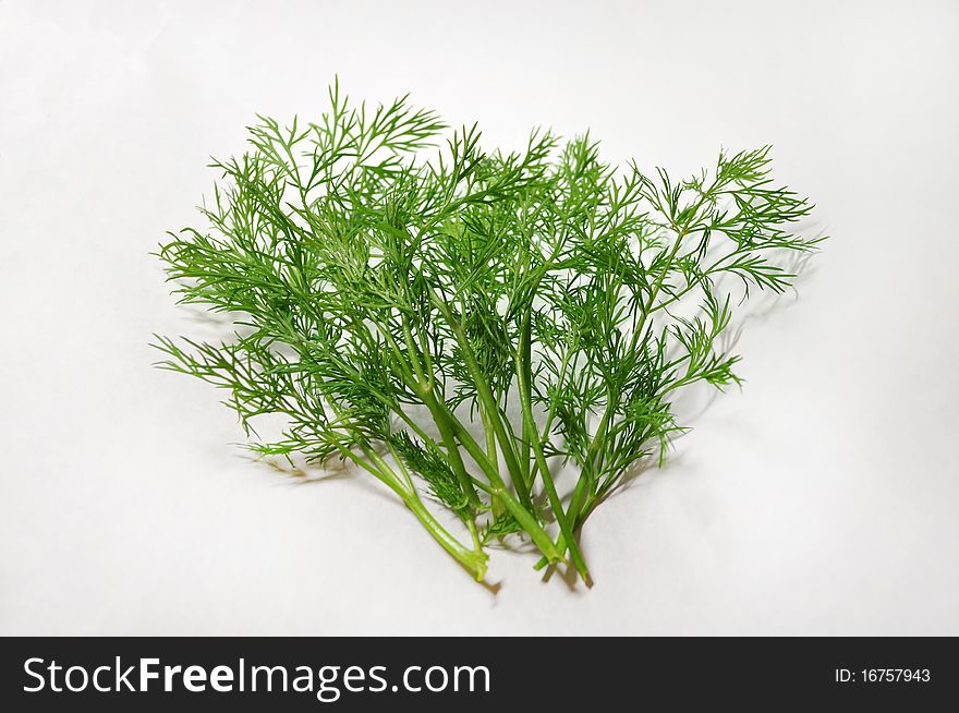 Fresh fennel photographed on a white background