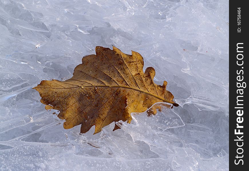 The dried up oak sheet among ice crystals. The dried up oak sheet among ice crystals