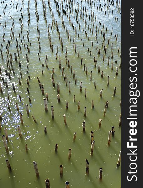 Bamboo slowing waves at the seaside Bang Khun Thian, Bangkok, Thailand