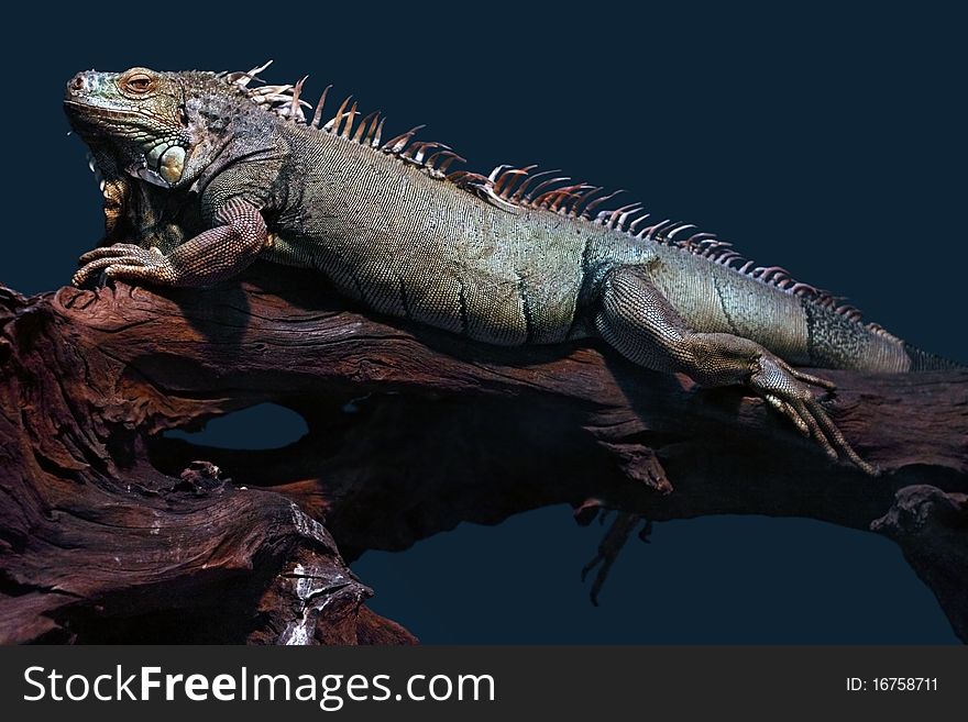 Large iguana is resting on an old branch. It is looking at camera. Dark blue background. Large iguana is resting on an old branch. It is looking at camera. Dark blue background.