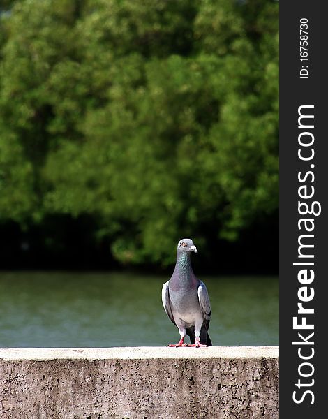 Pigeons that mangroves in Thailand