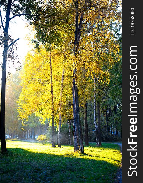 Autumn landscape, trees in wood