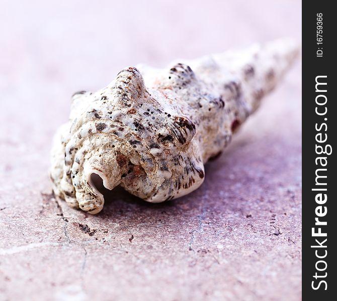 Closeup of shell on a stone background