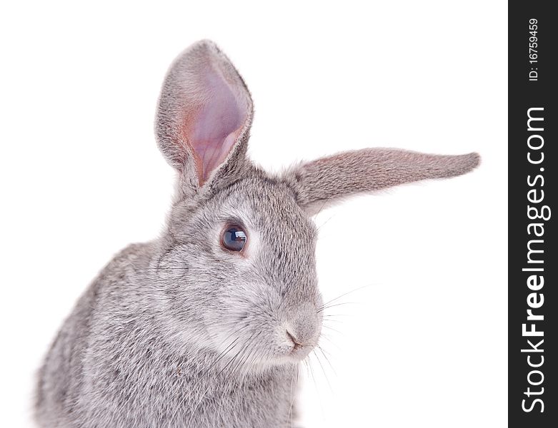 Little rabbit on a white background