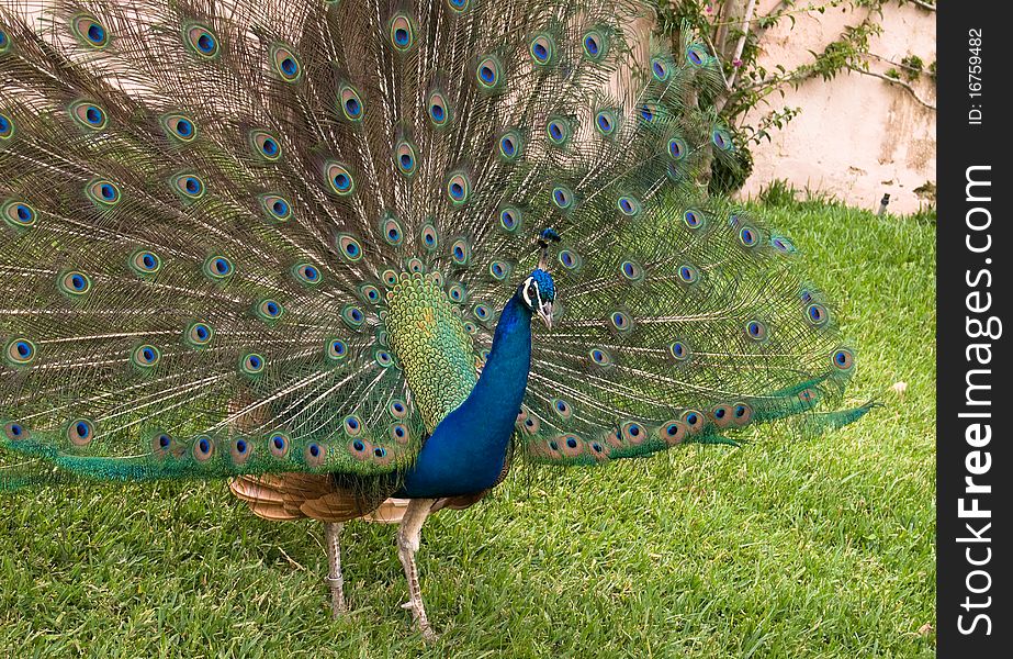 The beautiful peacock in Lisbon zoo. The beautiful peacock in Lisbon zoo