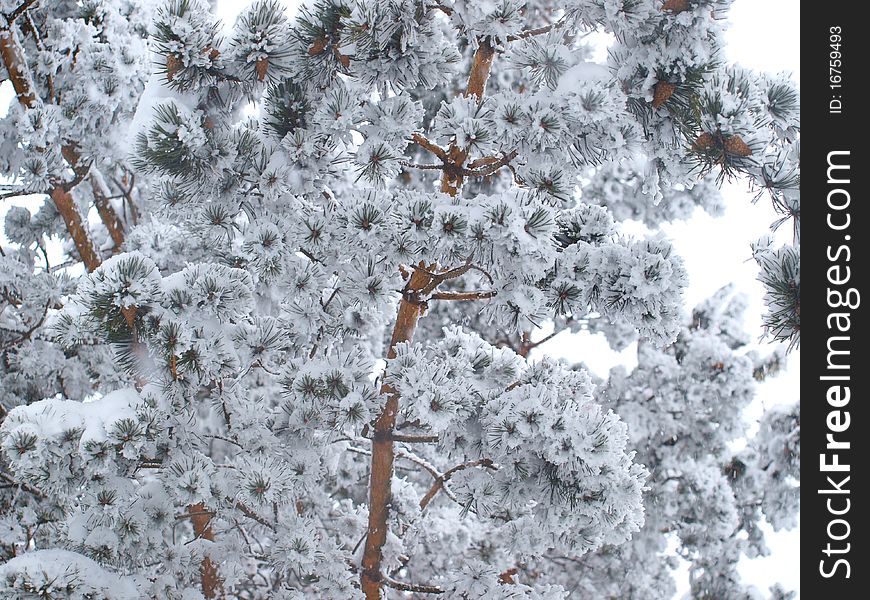 Coniferous branch with pinecones covered with snow blanket. Coniferous branch with pinecones covered with snow blanket