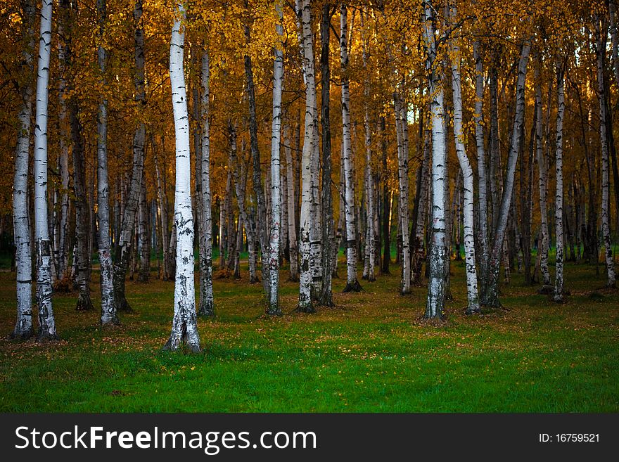 Autumn landscape, trees in wood