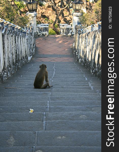 A monkey sitting alone at mountain