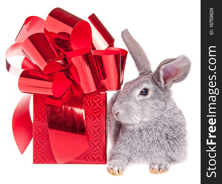 Little rabbit on a white background with a gift