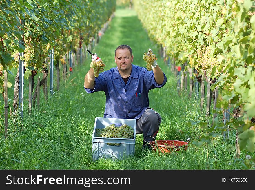 Young vintner is harvesting white grape in the vineyard by sunny weather. Young vintner is harvesting white grape in the vineyard by sunny weather