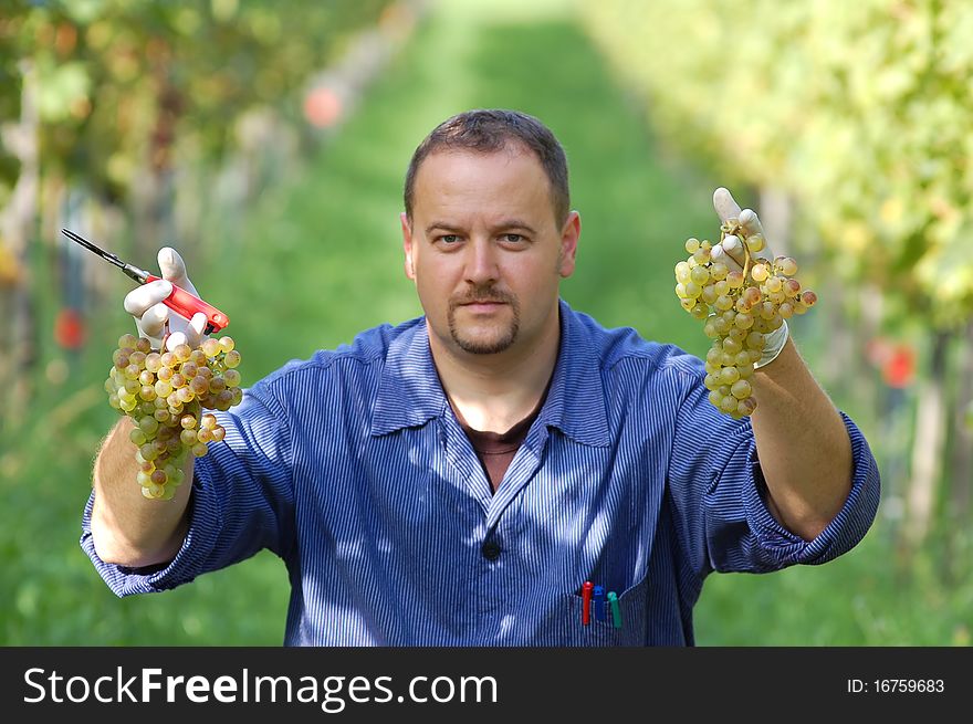 Young vintner is harvesting white grape in the vineyard by sunny weather. Young vintner is harvesting white grape in the vineyard by sunny weather