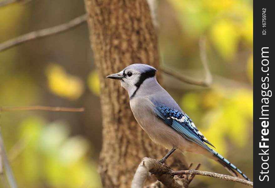 Blue Jay, Cyanocitta cristata, perched on a tree branch