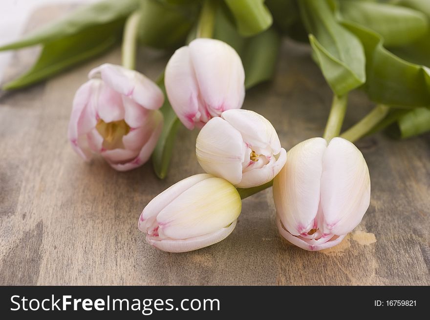 Pink Tulips Close Up