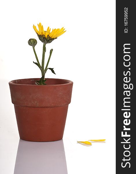 Yellow flower in a small flowerpot