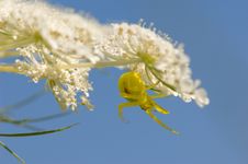 Crab Spider Stock Photography
