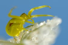 Crab Spider Royalty Free Stock Image
