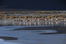 Flamingos In Salar De Chalviri Stock Images
