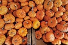 Mini Pumpkins Stock Images Mini Pumpkins Stock Images