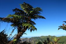 Giant Endemic Tree Fern On Remote St Helena Island Royalty Free Stock Photography