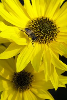 Macro Shot Of Bee On Flower Royalty Free Stock Images Macro Shot Of Bee On Flower Royalty Free Stock Images