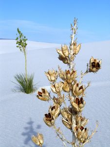 White Sands Stock Images
