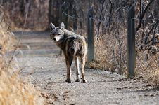 Coyote In Urban Sanctuary, Calgary, Alberta Royalty Free Stock Photo
