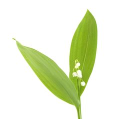 Lily Of The Valley Royalty Free Stock Image Lily Of The Valley Royalty Free Stock Image