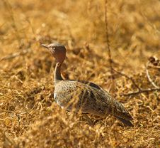 The Buff-crested Bustard Royalty Free Stock Photo
