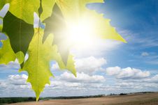 Green Leafe Of Maple In Sunny Day. Stock Photo Green Leafe Of Maple In Sunny Day. Stock Photo
