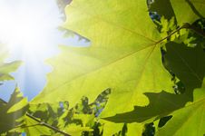 Green Leafe Of Maple In Sunny Day. Royalty Free Stock Photos Green Leafe Of Maple In Sunny Day. Royalty Free Stock Photos