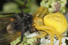 Goldenrod Crab Spider Feasting On Fly Stock Photography