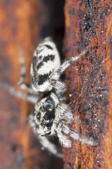Zebra Spider Royalty Free Stock Photos Zebra Spider Royalty Free Stock Photos