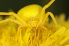 Goldenrod Crab Spider On Dandelion Stock Image