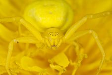 Goldenrod Crab Spider On Dandelion Stock Photo