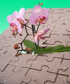 The Flower And Puzzles Stock Photos