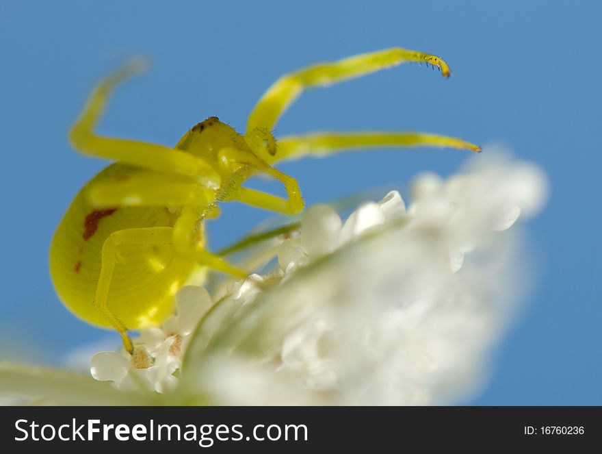 Crab spider sitting on a flower