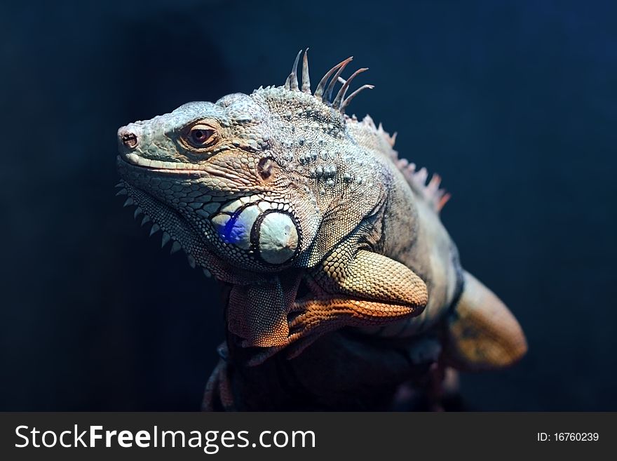 Multicolored iguana seems ready to jump. Blurry background. Focus towards the head.