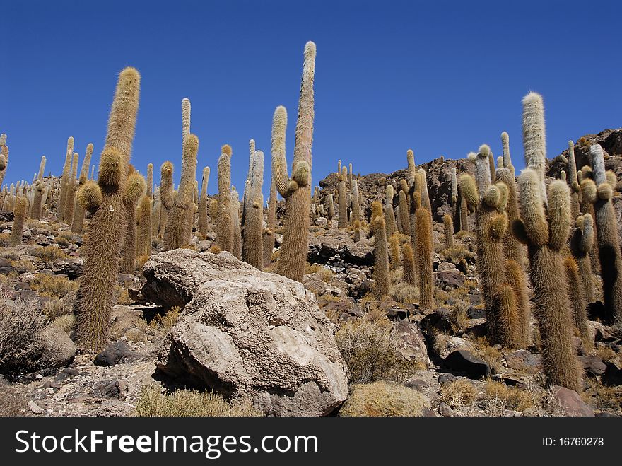 Trichoreus cacti