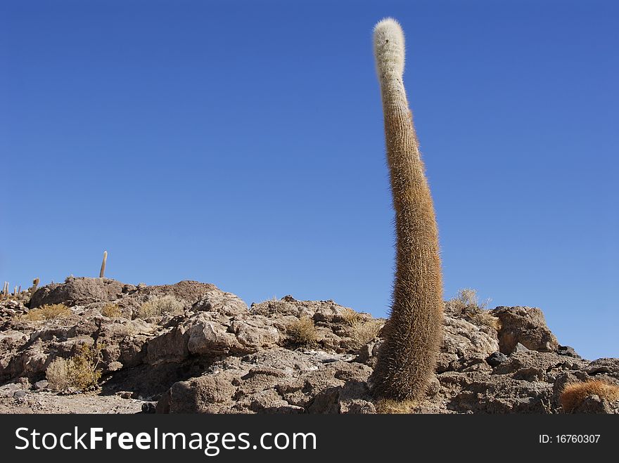Trichoreus cactus at Incahuasi, Salar de Uyuni, Bolivia. Trichoreus cactus at Incahuasi, Salar de Uyuni, Bolivia