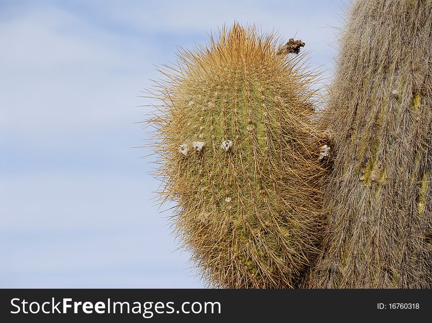 Trichoreus cactus at Incahuasi, Salar de Uyuni, Bolivia. Trichoreus cactus at Incahuasi, Salar de Uyuni, Bolivia