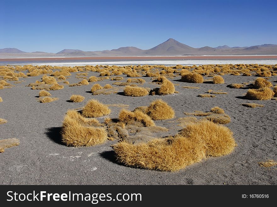 Laguna Colorada, a red colored lake in Bolivian Altiplano