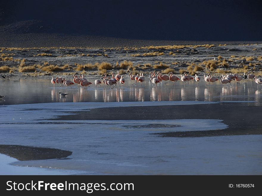 Flamingos at Salar de Chalviri, near Termas de Polques, Bolivia. Flamingos at Salar de Chalviri, near Termas de Polques, Bolivia