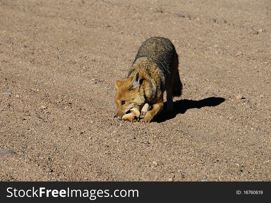 Fox in Dali s desert